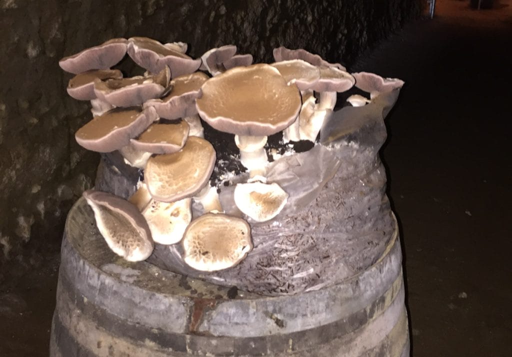 Blog1200px MaxwellWines Mushrooms3