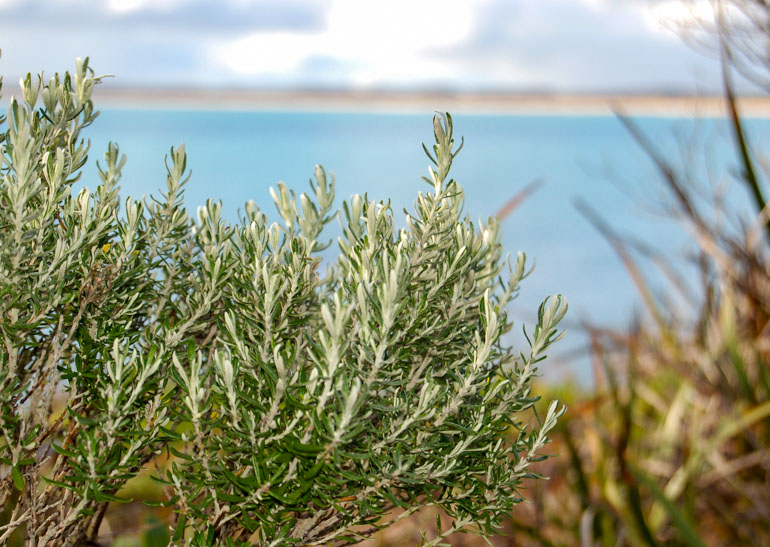 Baby pine cones and other delicacies on the menu at Gather Food and Wine Native rosemary.