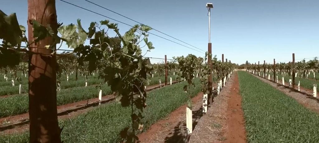 Vignerons monkey business Blog2000px Monkey Vignerons3 1600x720 1