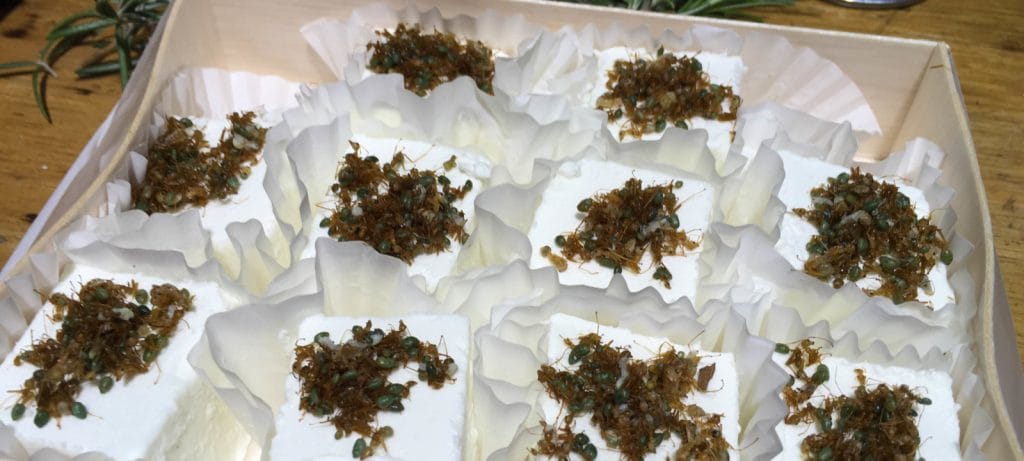 Woodside's cheese with crunch wins over world Blog2000px ant cheese 1600x720 1