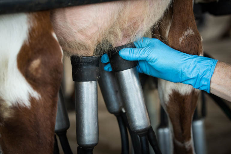 Story of growth for Angaston's queen of cheese Blog770pxNietschke Family Dairy Farm barossa cheese7