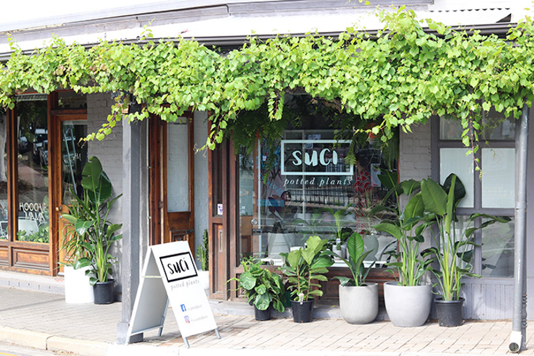 5 tips on growing indoor plants, with Suci Potted Plants’ Kirrily Hurst Blog770px Suci 9