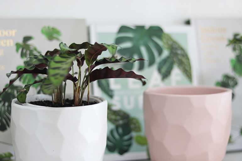 5 tips on growing indoor plants, with Suci Potted Plants’ Kirrily Hurst Blog770px Suci 5