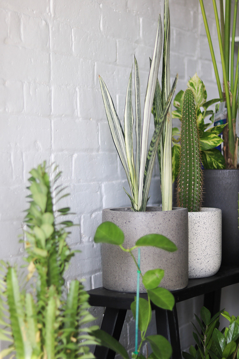 5 tips on growing indoor plants, with Suci Potted Plants’ Kirrily Hurst Blog770px Suci 4