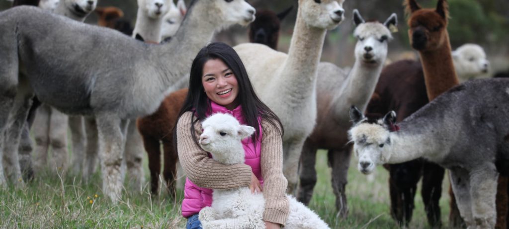 Blog2000pxSophieXie softfoot alpacas 1600x720 1