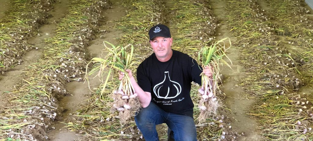 Garlic glory on Kangaroo Island Blog2000px garlic ki 1600x720 1