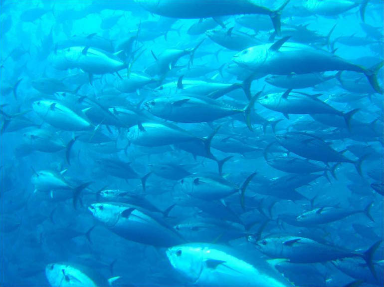 Port Lincoln's tuna industry explores further export markets